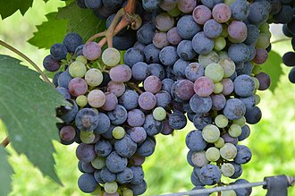 Veneto – BARDOLINO